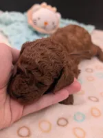 Woody 🤎, a male Poodle - Miniature  for sale in Meta, MO – 6 of 10