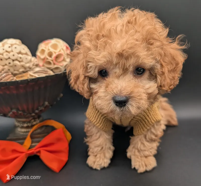 Bamm Bamm 🧡 – Poodle - Toy  puppy for sale in Meta, MO