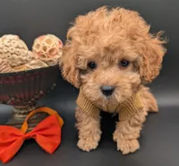 Bamm Bamm 🧡, a male Poodle - Toy  for sale in Meta, MO – 1 of 10
