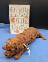 Buzz 🤍, a male Poodle - Miniature  for sale in Meta, MO – 8 of 10