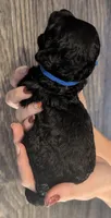 Mufasa 💙, a male Poodle - Miniature  for sale in Meta, MO – 9 of 10