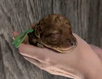 Pebbles 💚, a female Poodle - Toy  for sale in Meta, MO – 6 of 10