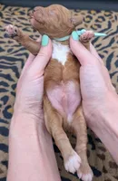 Linus 💚, a male Poodle - Toy  for sale in Meta, MO – 3 of 10