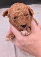 Linus 💚, a male Poodle - Miniature  for sale in Meta, MO – 6 of 10