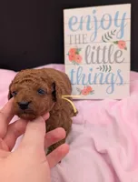 Jessie 💛, a female Poodle - Miniature  for sale in Meta, MO – 7 of 10