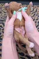 Linus 💚, a male Poodle - Toy  for sale in Meta, MO – 2 of 10