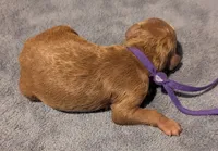 Grape 🍇, a female Poodle - Toy  for sale in Meta, MO – 10 of 10