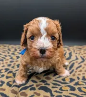 Jaxin 🩵, a male Cavapoo for sale in Meta, MO – 9 of 10