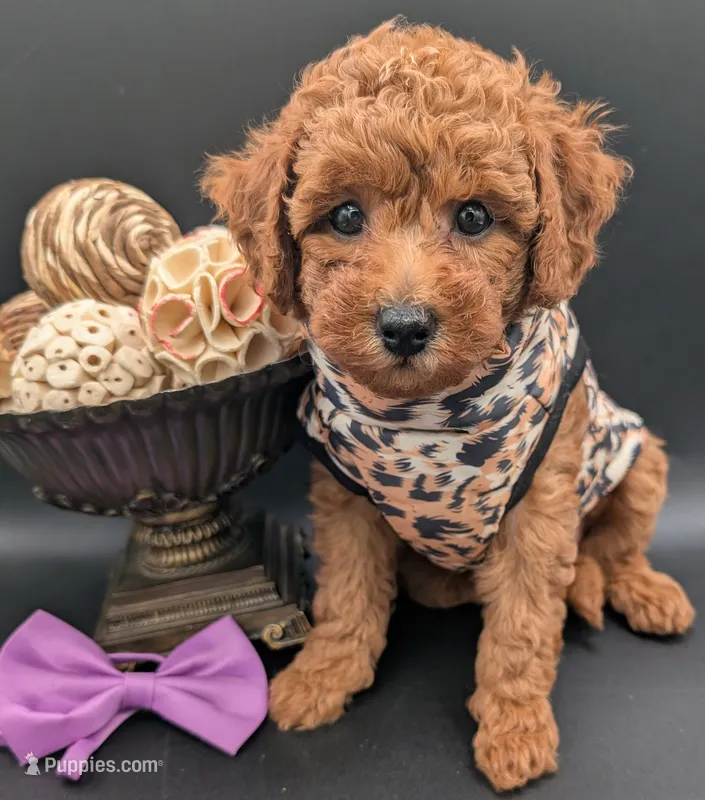 Grape 🍇 – Poodle - Toy  puppy for sale in Meta, MO