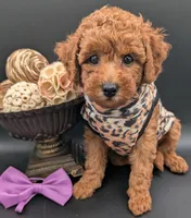 Grape 🍇, a female Poodle - Toy  for sale in Meta, MO – 1 of 10