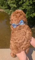 Jaxin 🩵, a male Cavapoo for sale in Meta, MO – 2 of 10