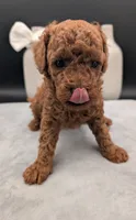 Cal 🤍, a male Poodle - Miniature  for sale in Meta, MO – 4 of 10