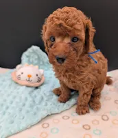 Blueberry 🫐, a male Poodle - Toy  for sale in Meta, MO – 2 of 10