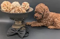 Woody 🤎, a male Poodle - Miniature  for sale in Meta, MO – 2 of 10