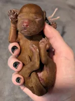 Ginger 🩷, a female Poodle - Toy  for sale in Meta, MO – 5 of 10