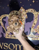 Bamm Bamm 🧡, a male Poodle - Toy  for sale in Meta, MO – 10 of 10