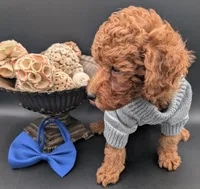 Blueberry 🫐, a male Poodle - Toy  for sale in Meta, MO – 8 of 10