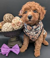 Grape 🍇, a female Poodle - Toy  for sale in Meta, MO – 7 of 10