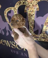 Watermelon 🍉, a female Poodle - Toy  for sale in Meta, MO – 2 of 10