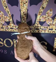 Spike 🤍, a male Poodle - Miniature  for sale in Meta, MO – 9 of 10