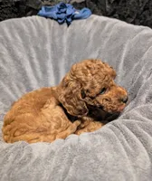 Caleb 🩵, a male Poodle - Miniature  for sale in Meta, MO – 10 of 10