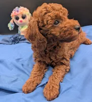 Caleb 🩵, a male Poodle - Miniature  for sale in Meta, MO – 5 of 10