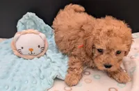 Bamm Bamm 🧡, a male Poodle - Toy  for sale in Meta, MO – 10 of 10