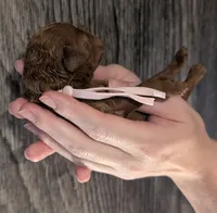 Bo Peep 🩷, a female Poodle - Miniature  for sale in Meta, MO – 3 of 10