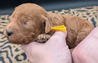 Charlie Brown 💛, a male Poodle - Toy  for sale in Meta, MO – 6 of 10