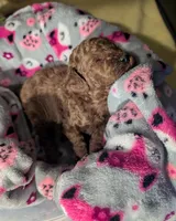 Bo Peep 🩷, a female Poodle - Miniature  for sale in Meta, MO – 4 of 10