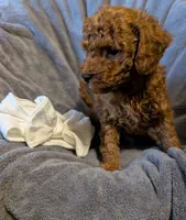 Cal 🤍, a male Poodle - Miniature  for sale in Meta, MO – 9 of 10
