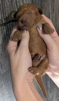 Pompadour 🖤, a male Poodle - Miniature  for sale in Meta, MO – 6 of 10