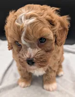 Jaxin 🩵, a male Cavapoo for sale in Meta, MO – 4 of 10