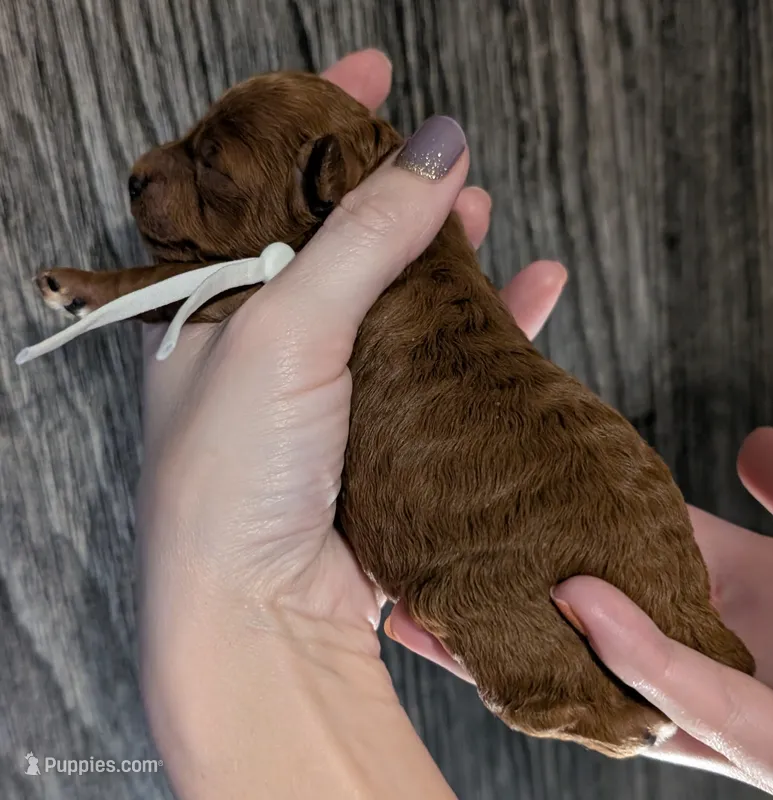 Spike 🤍 – Poodle - Miniature  puppy for sale in Meta, MO