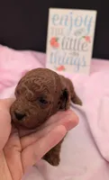 Bo Peep 🩷, a female Poodle - Miniature  for sale in Meta, MO – 2 of 10