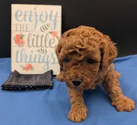Pompadour 🖤, a male Poodle - Miniature  for sale in Meta, MO – 10 of 10