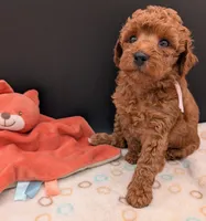 Watermelon 🍉, a female Poodle - Toy  for sale in Meta, MO – 5 of 10