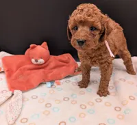 Watermelon 🍉, a female Poodle - Toy  for sale in Meta, MO – 2 of 10
