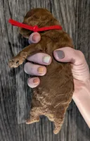 Autumn ♥️, a female Poodle - Toy  for sale in Meta, MO – 3 of 10