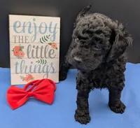 Simba ❤️, a male Poodle - Miniature  for sale in Meta, MO – 6 of 10