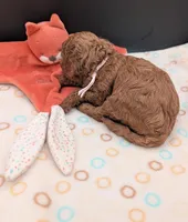 Bo Peep 🩷, a female Poodle - Miniature  for sale in Meta, MO – 5 of 10