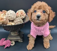 Raspberry 🩷, a female Poodle - Toy  for sale in Meta, MO – 6 of 10