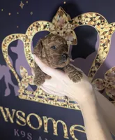 Nala 🩷, a female Poodle - Miniature  for sale in Meta, MO – 2 of 10
