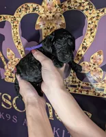 Sarabi 💜, a female Poodle - Miniature  for sale in Meta, MO – 5 of 10