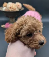 Raspberry 🩷, a female Poodle - Toy  for sale in Meta, MO – 3 of 10