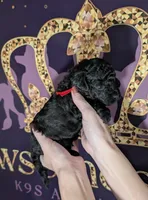 Simba ❤️, a male Poodle - Miniature  for sale in Meta, MO – 1 of 10