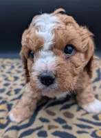 Nathan 🩶, a male Cavapoo for sale in Meta, MO – 10 of 10