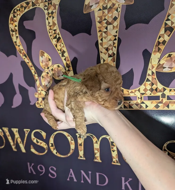 Pebbles 💚 – Poodle - Toy  puppy for sale in Meta, MO