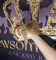 Pebbles 💚, a female Poodle - Toy  for sale in Meta, MO – 1 of 10