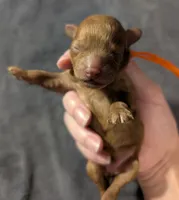 Bamm Bamm 🧡, a male Poodle - Toy  for sale in Meta, MO – 6 of 10